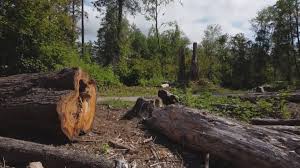 Best Root Management and Removal  in Boling, TX