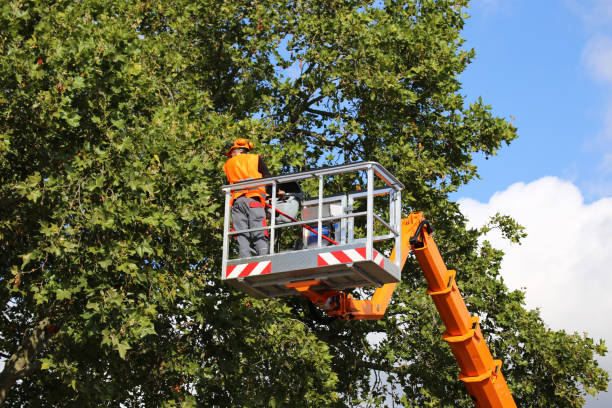 How Our Tree Care Process Works  in  Boling, TX