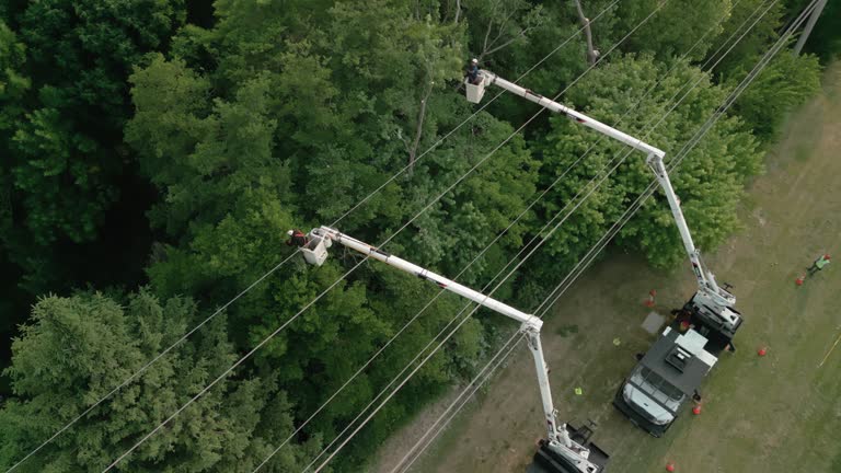 Best Commercial Tree Services  in Boling, TX